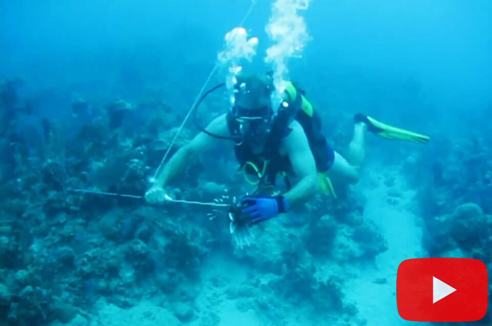 Lionfish spearing in Cuba