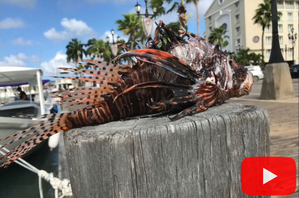 Lionfish on dock