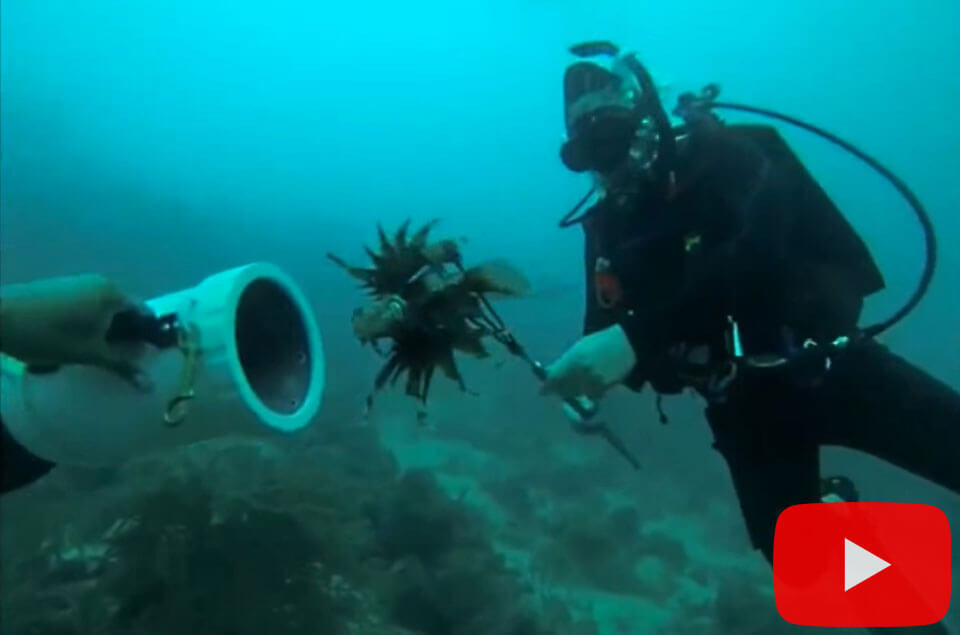 Spearing lionfish