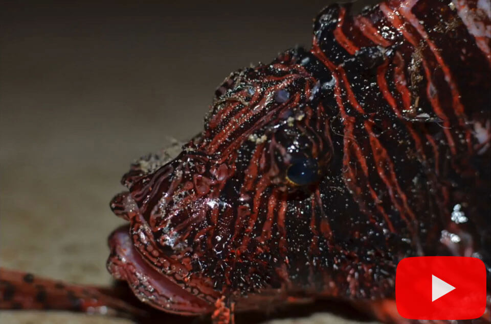 Lionfish closeup