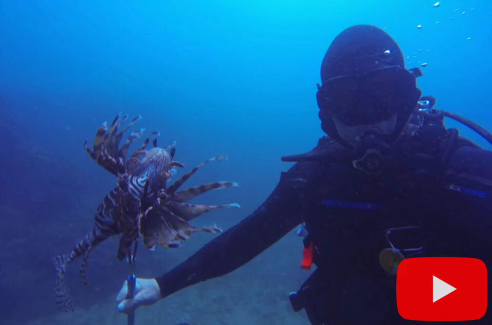 Speared lionfish