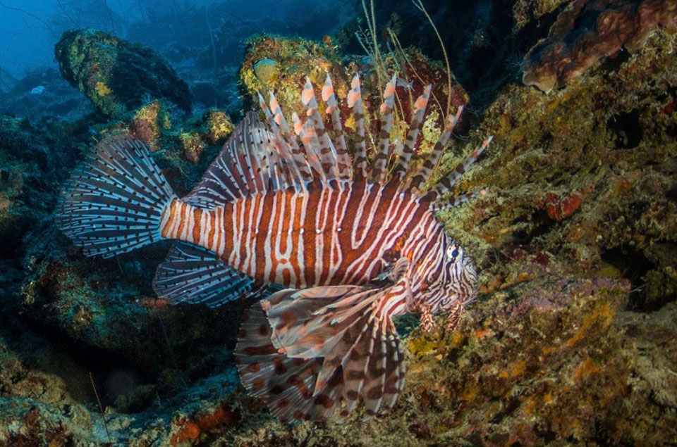 lionfish on reef