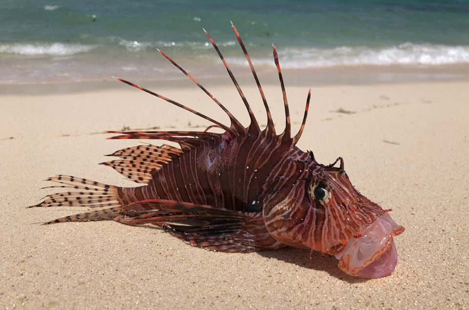 lionfish on beach