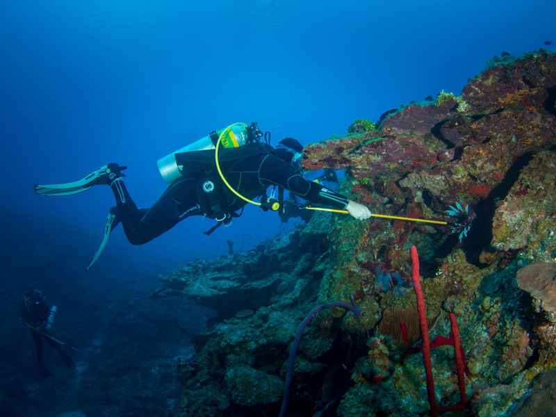 lionfish hunting Roger J Muller Jr