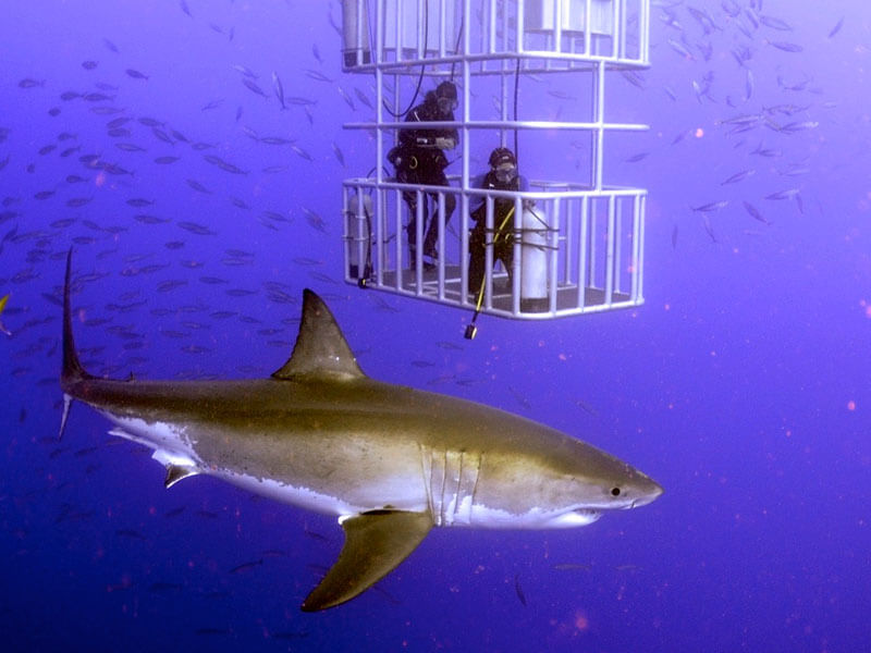 Great white cage shark diving