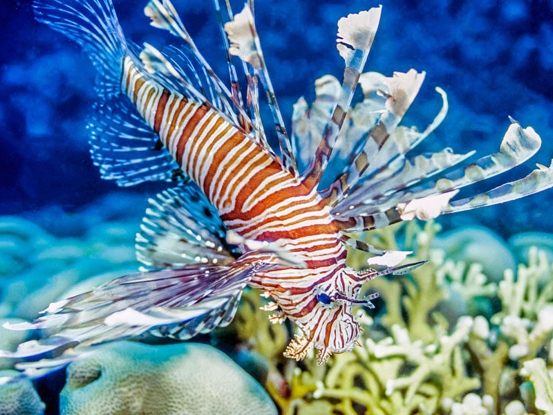 Lionfish closeup