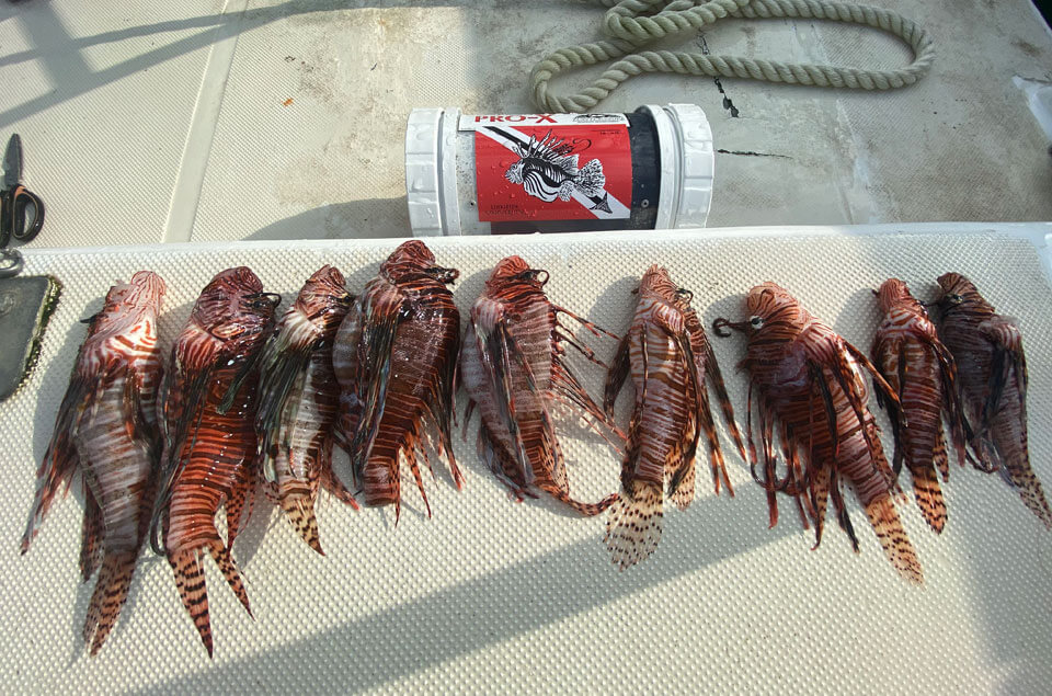 Lionfish on dock