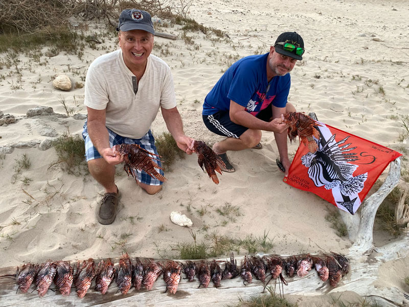 Lionfish lined up on beach