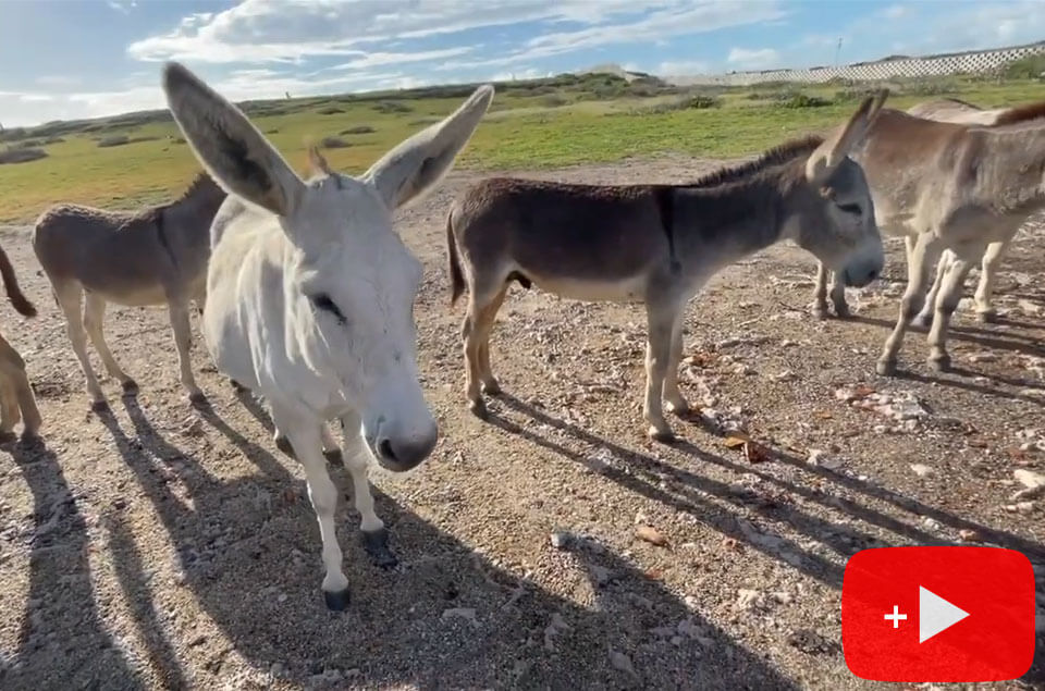 Donkeys in Aruba