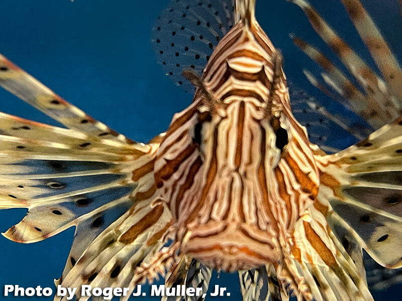 Fishing with High Stakes: Invasive Lionfish - Lionfish Divers