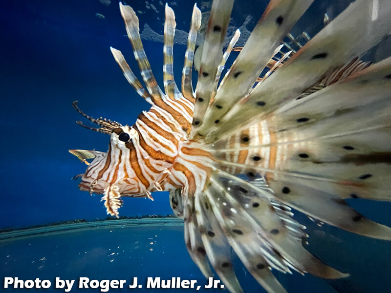 Fishing with High Stakes: Invasive Lionfish - Lionfish Divers