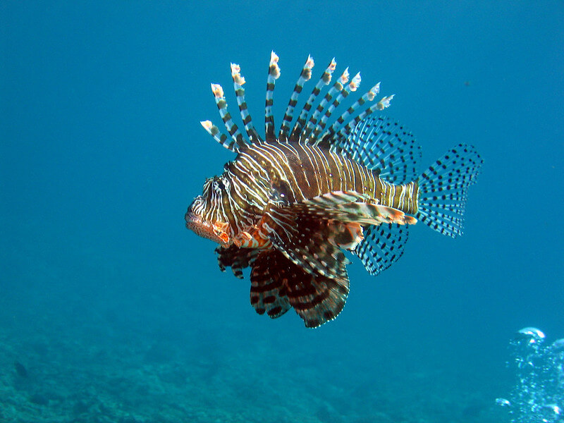 Lionfish in the ocean