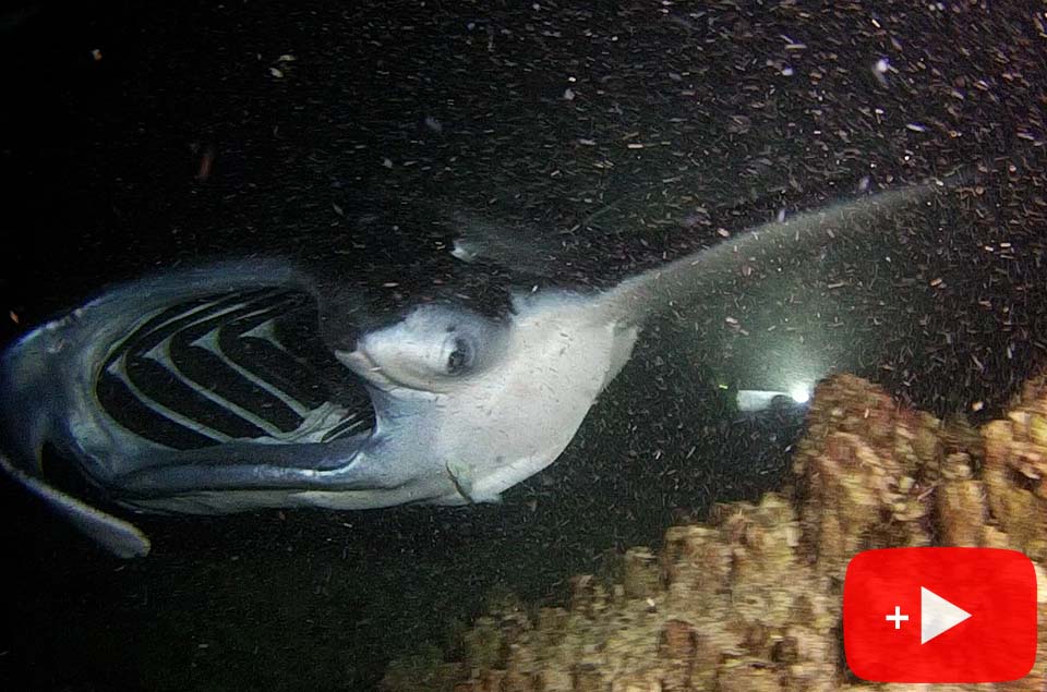 Scuba diving with manta rays at night
