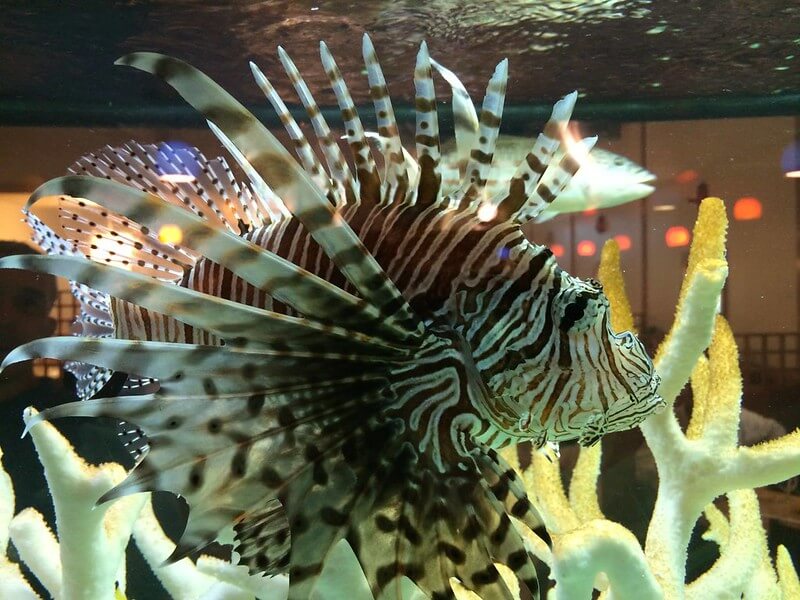 photo of lionfish