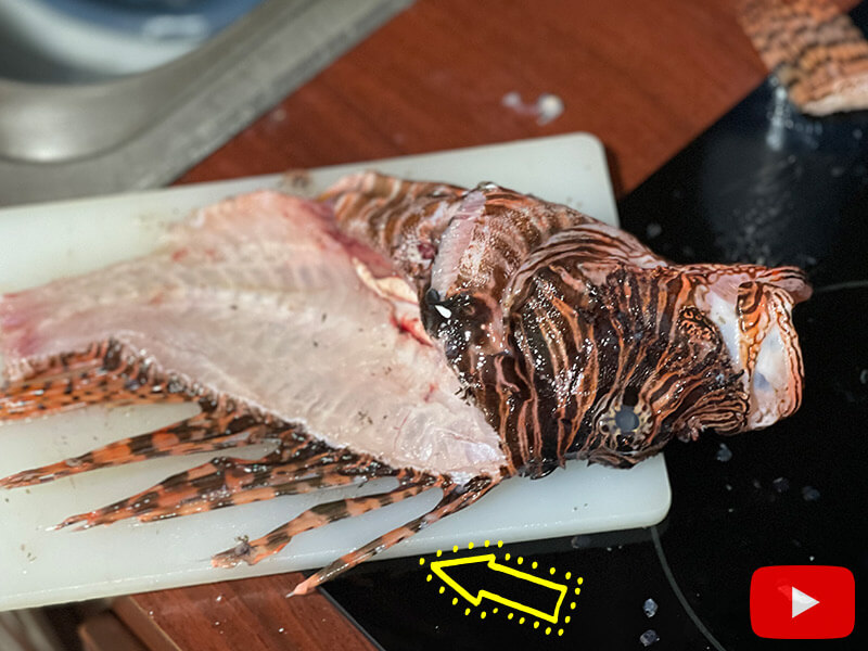 Filleting a lionfish with the spines still on