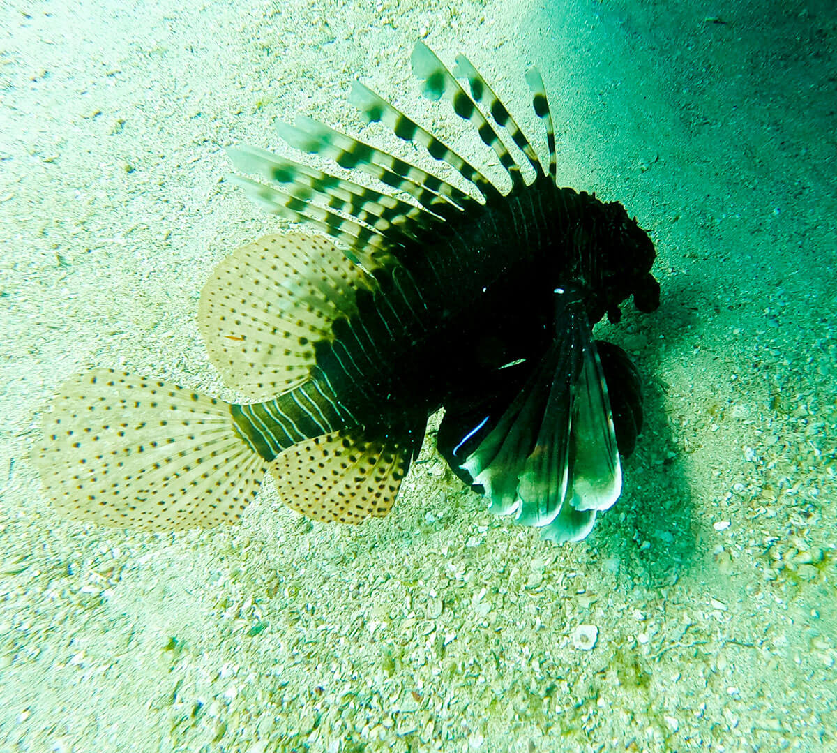 lionfish on the sea floor