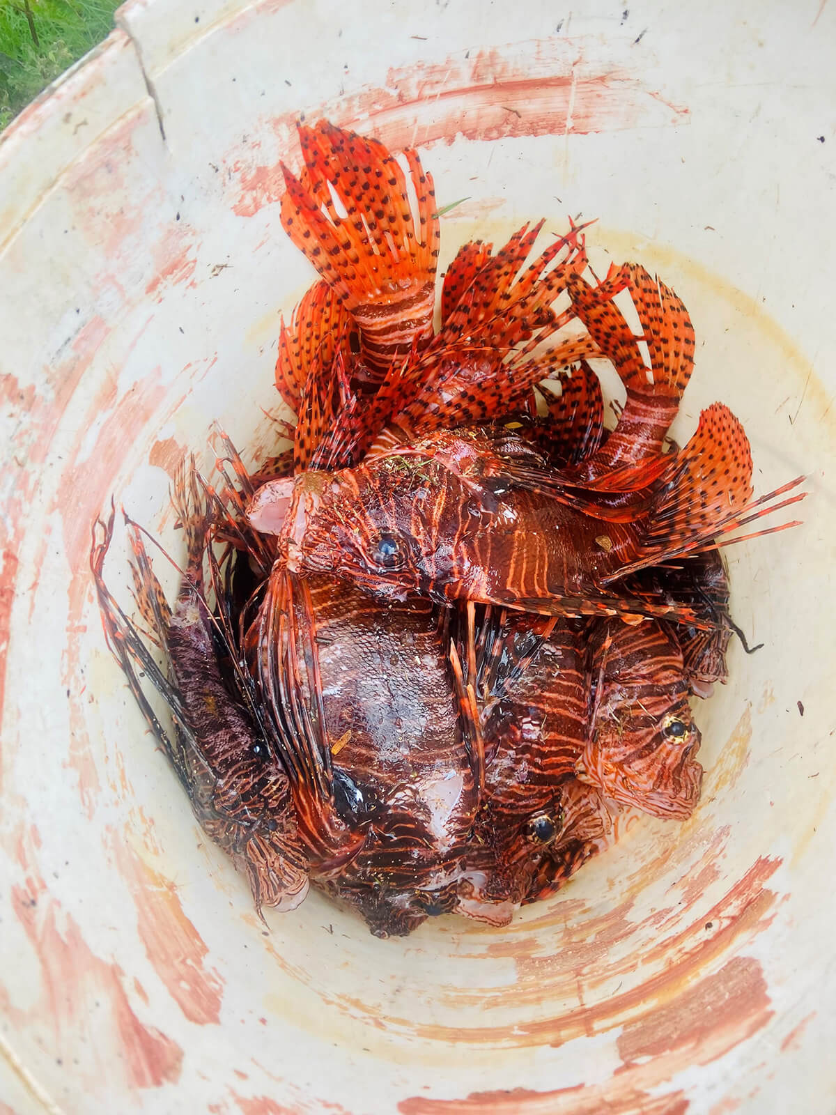 lionfish in a bucket