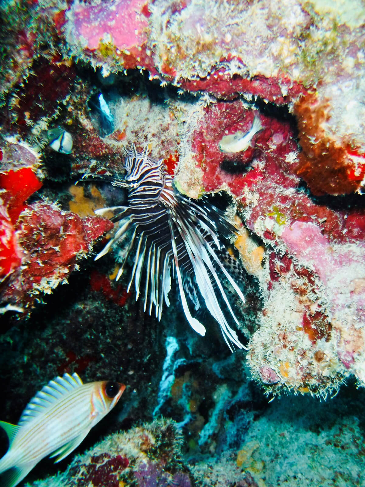 lionfish on the reef