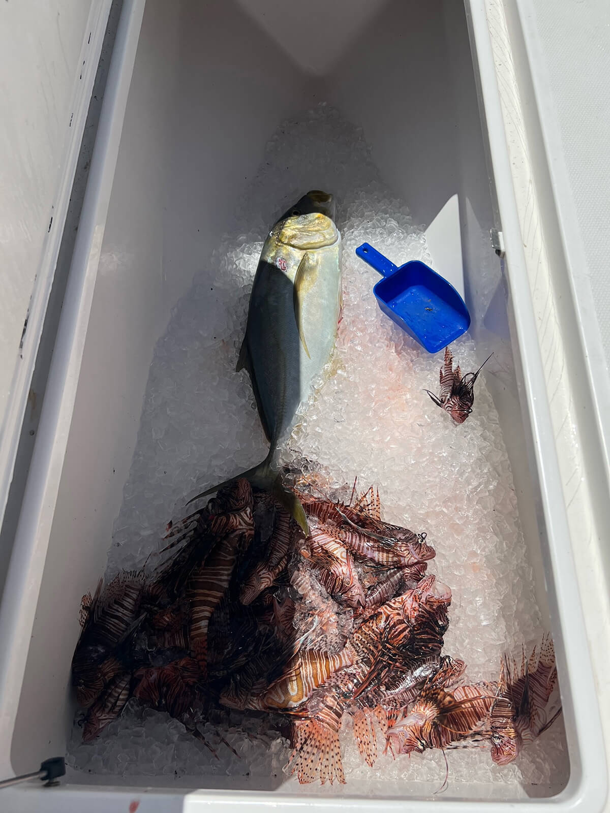 Cooler of lionfish