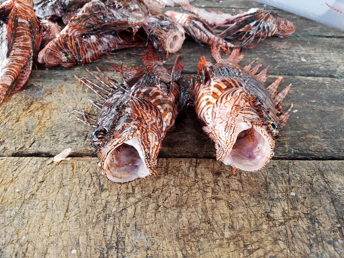 Lionfish on table