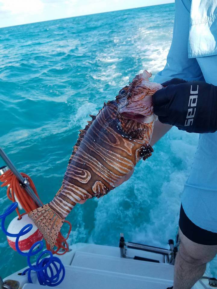 Holding a lionfish