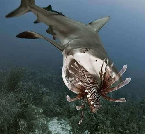 Shark eating lionfish