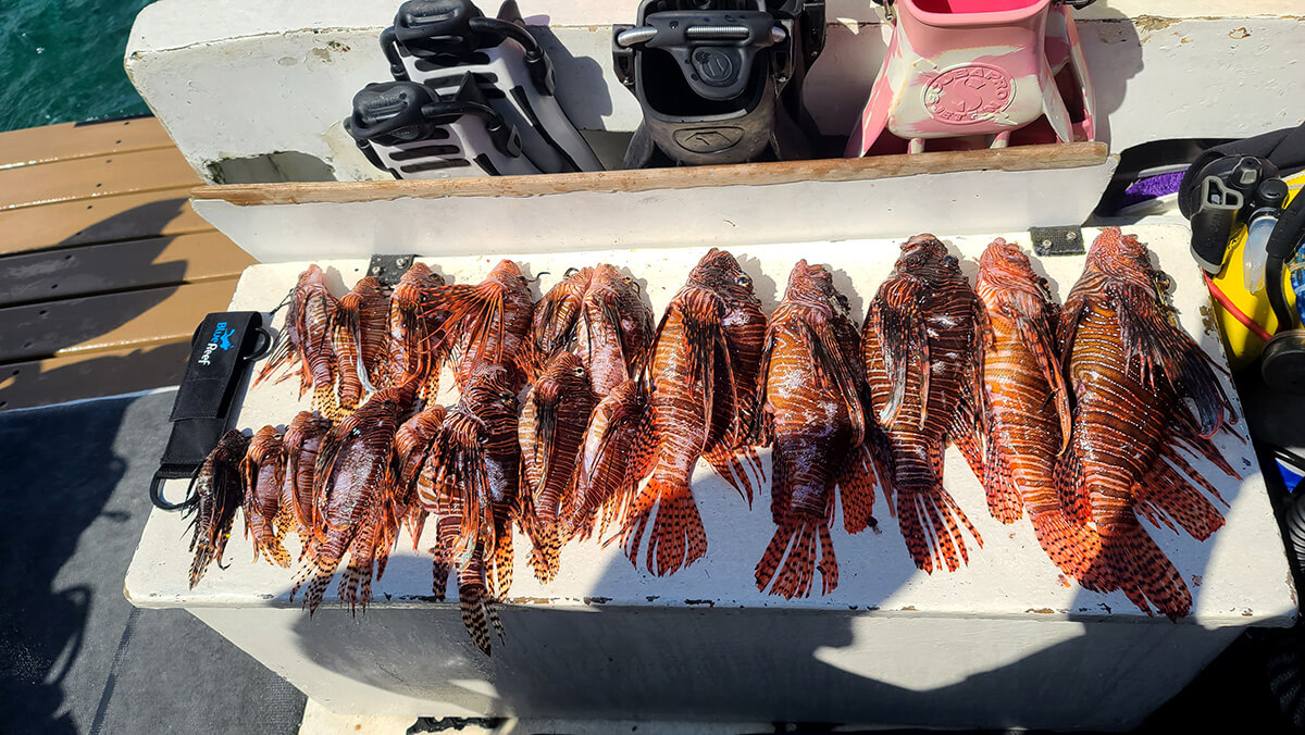 Lionfish catch of the day on table