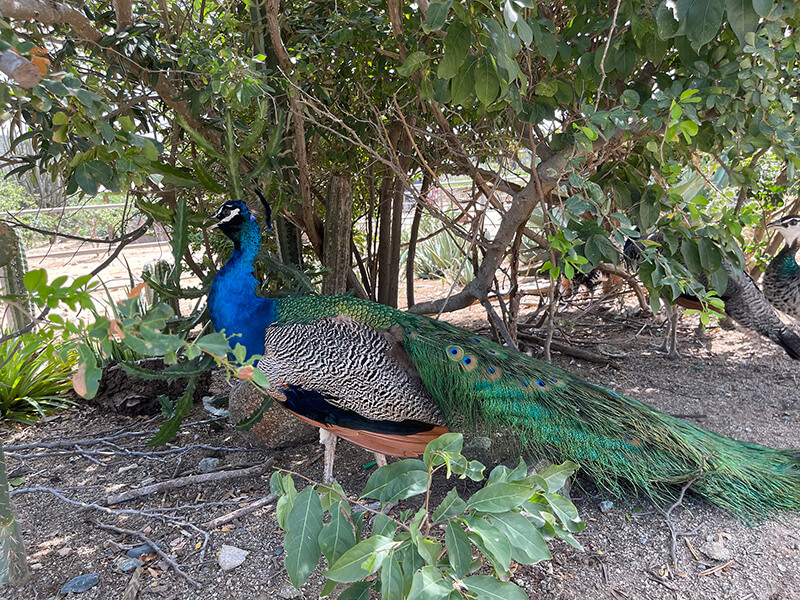 Peacock in Aruba