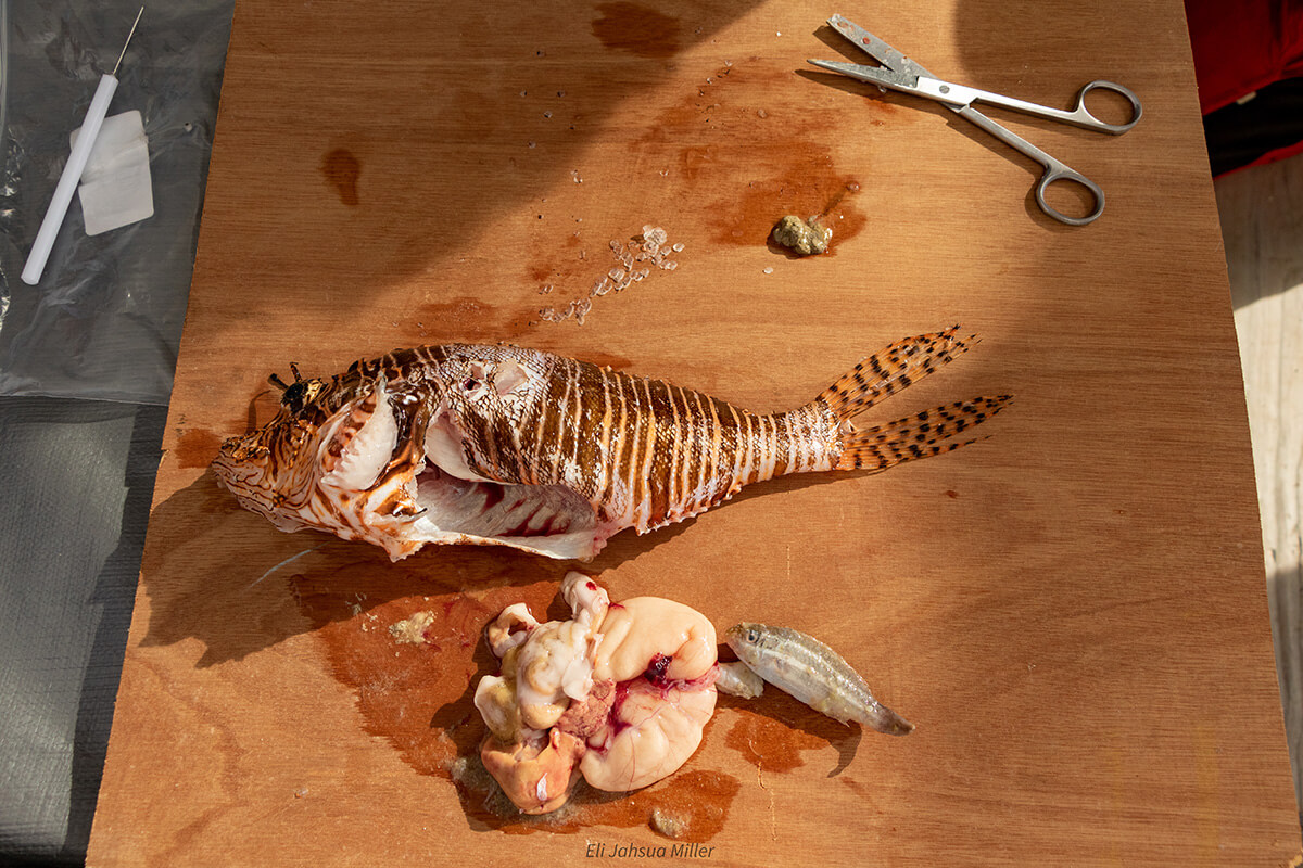 lionfish stomach contents