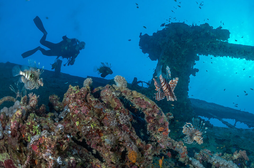 Lionfish around undersea wreck with lionfish hunter in background