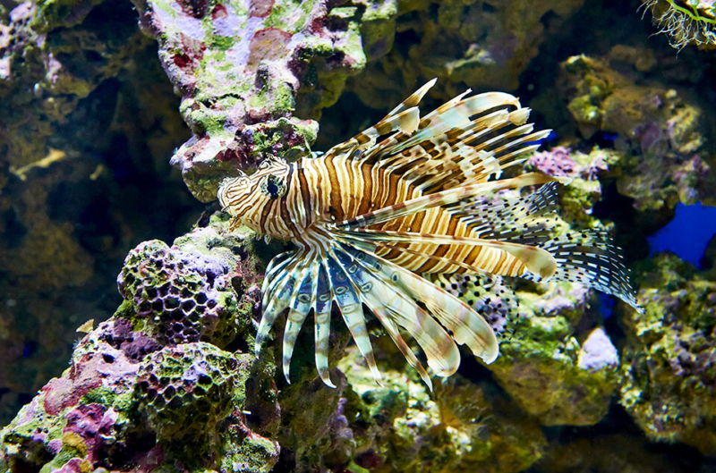 Lionfish Venom and Spine Anatomy - Lionfish Divers