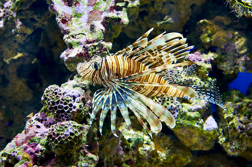Lionfish swimming over coral