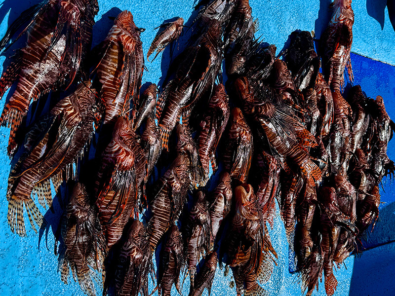 Lionfish catch of the day