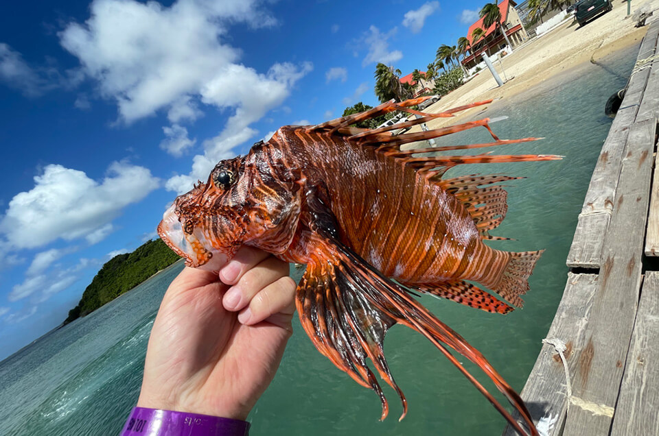 Hand holding lionfish with beach in background