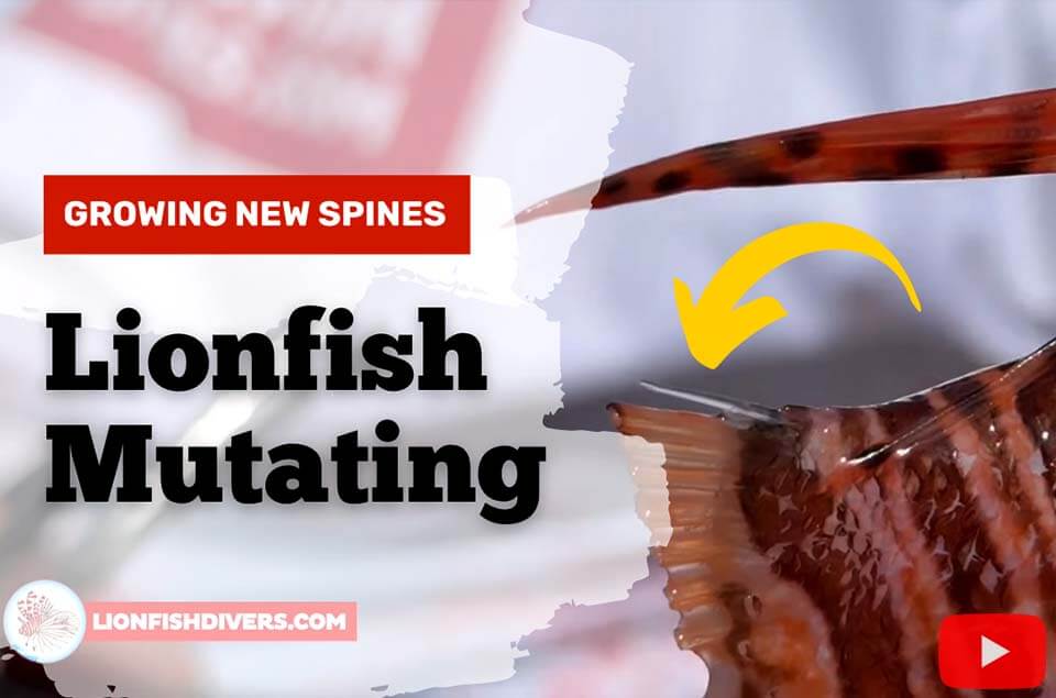 Lionfish mutating and growing new spines