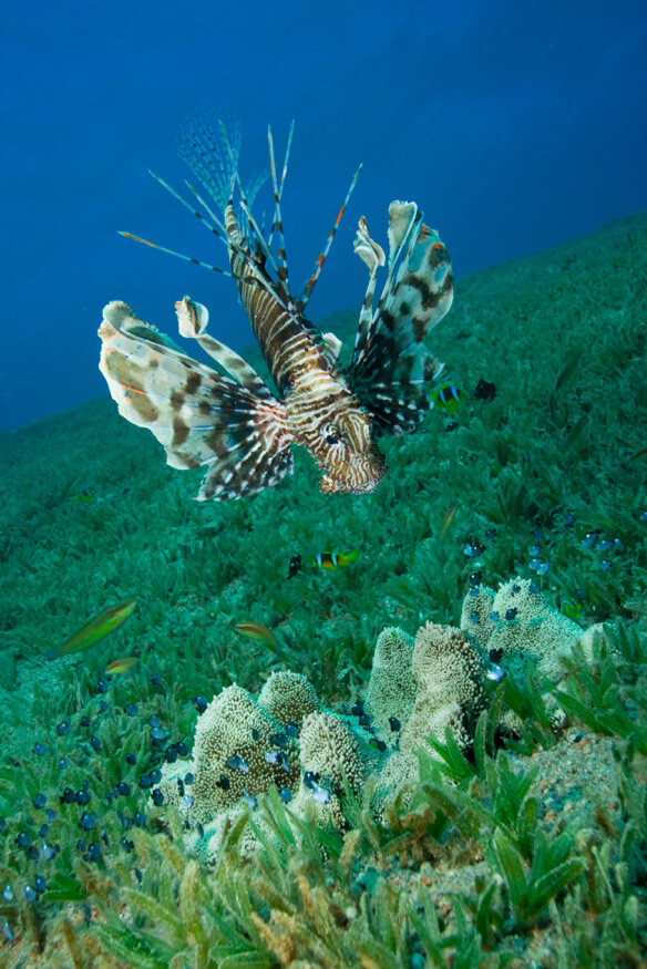 Lionfish hovering over Caribbean reef.