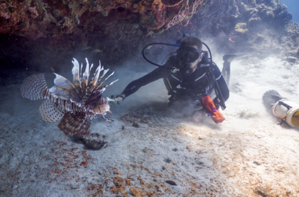 A trained diver approaches a lionfish during a controlled cull -- exactly the kind of hands-on intervention that keeps reef ecosystems healthy.