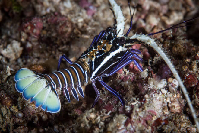 Small reef fish that lionfish eat.