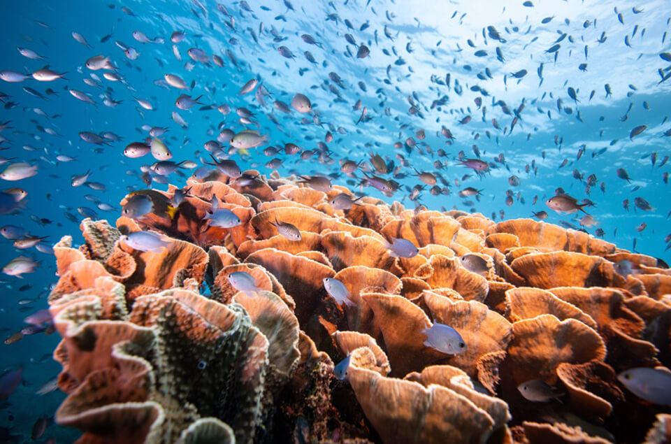 Dominica volcanic reef wall with marine life.