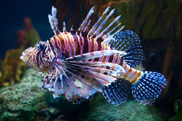 Closeup of lionfish on reef in Aruba.