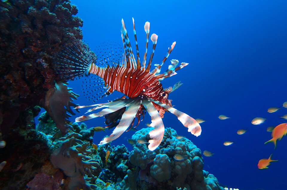 Lionfish on reef in Aruba