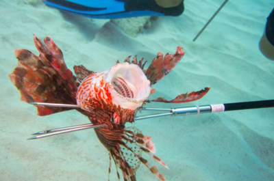 Diver using a FoldSpear to hunt a lionfish.