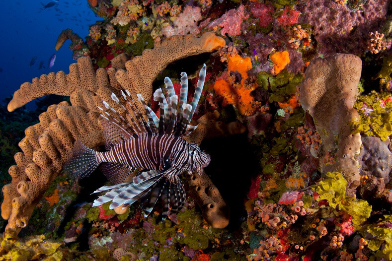 Lionfish hiding under a coral ledge.