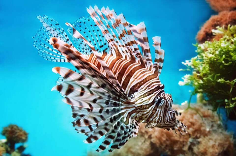 Jamaica lionfish underwater