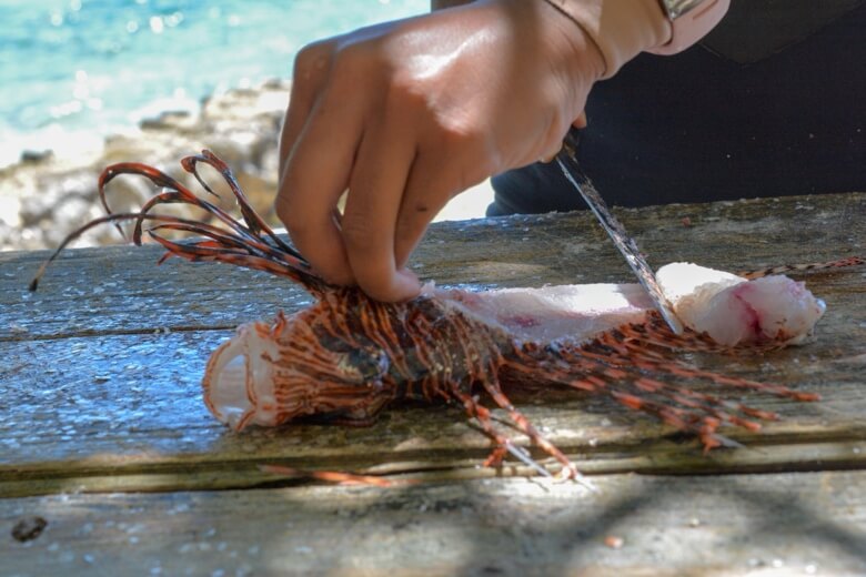 Lionfish being filleted by a chef 