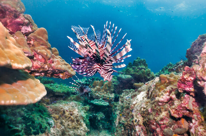 Lionfish in Roatán complex coral structures