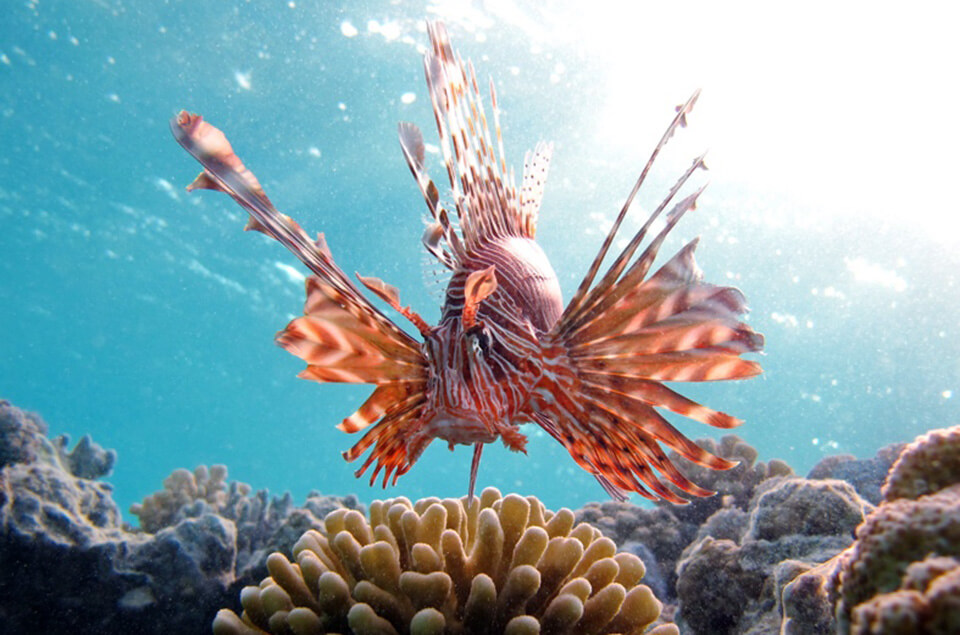 Roatán reef scene with lionfish
