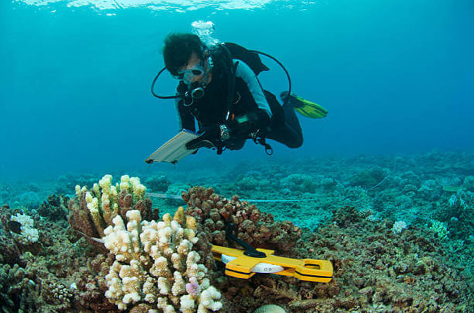 Lionfish hunter hunting on coral reefs
