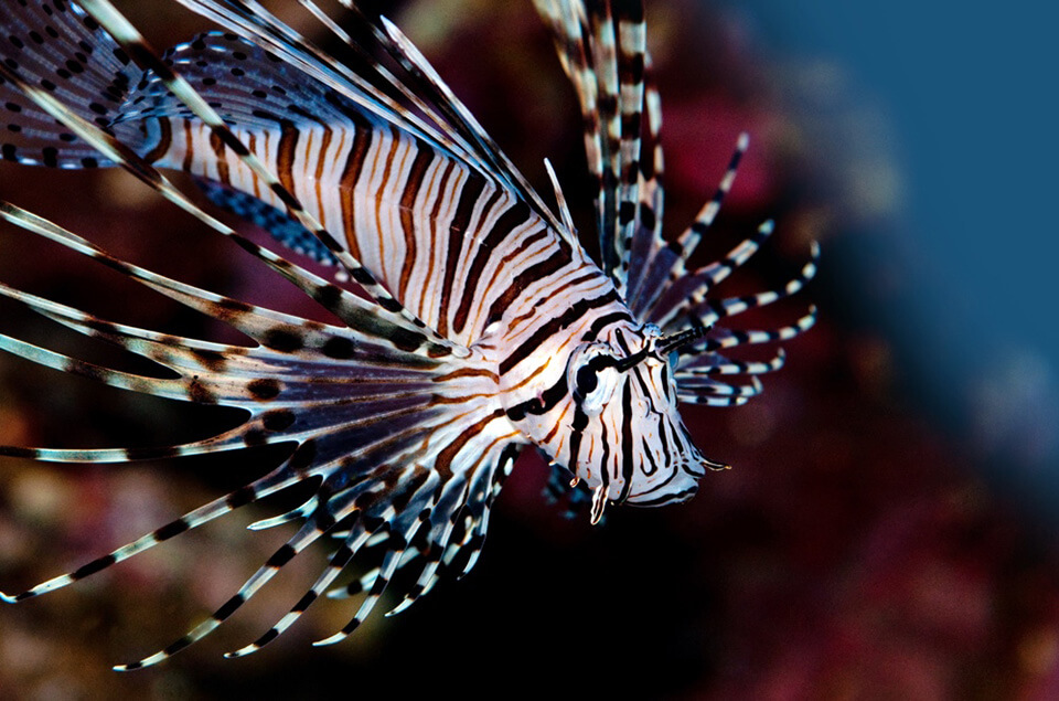 Invasive lionfish on coral reef