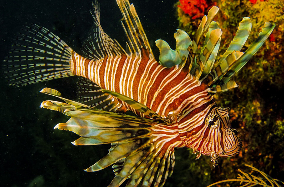 Invasive lionfish on coral reef in Carribean